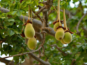Fresh baobab fruit, the natural source of nourishing baobab oil, sustainably harvested from Ghana’s wild landscapes